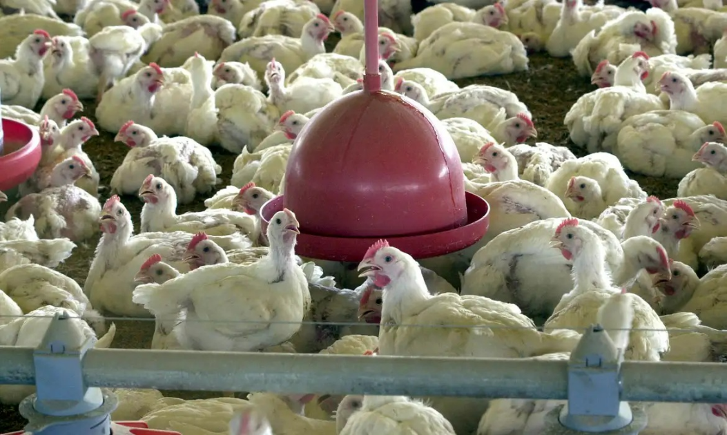 Chile e Arábia Saudita voltam a comprar frango brasileiro